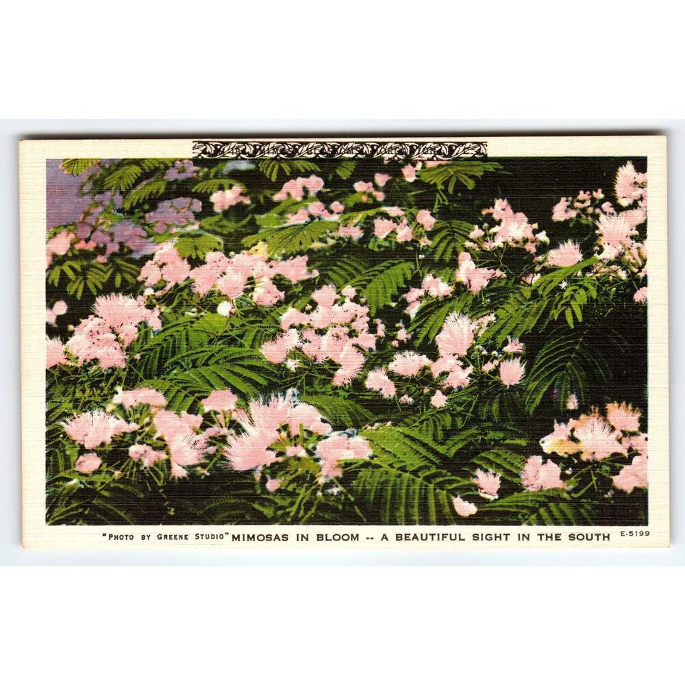 Vintage Linen Postcard Mimosas in Bloom Beautiful Southern Sight